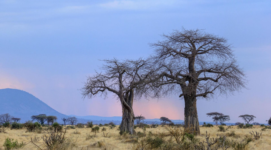 Tanzania’s Ultimate Baobab Destination