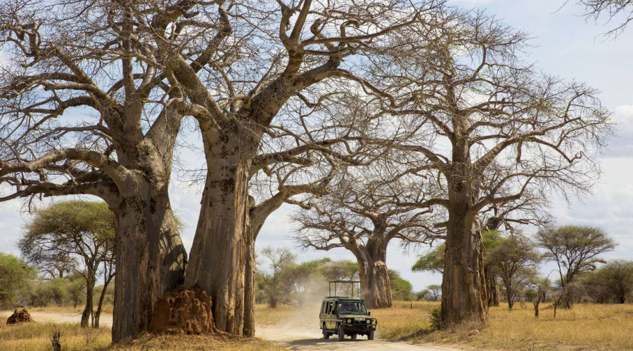 What Makes Baobabs Extraordinary?