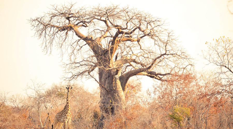 Baobabs & Wildlife