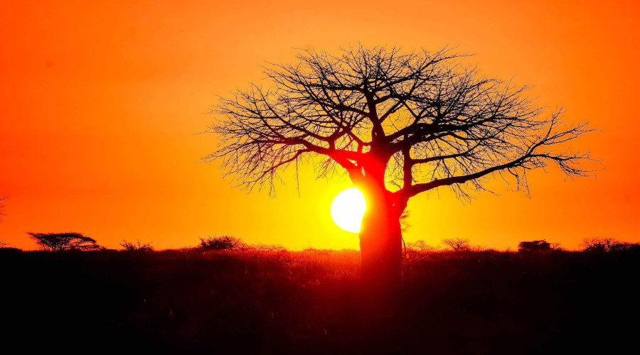 Best Seasons to Photograph Baobabs