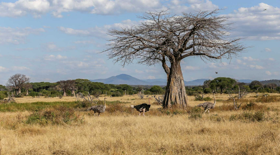 Baobab Safari Experiences with Eagle Soul Adventure
