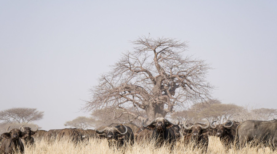 Baobabs in Culture & Mythology