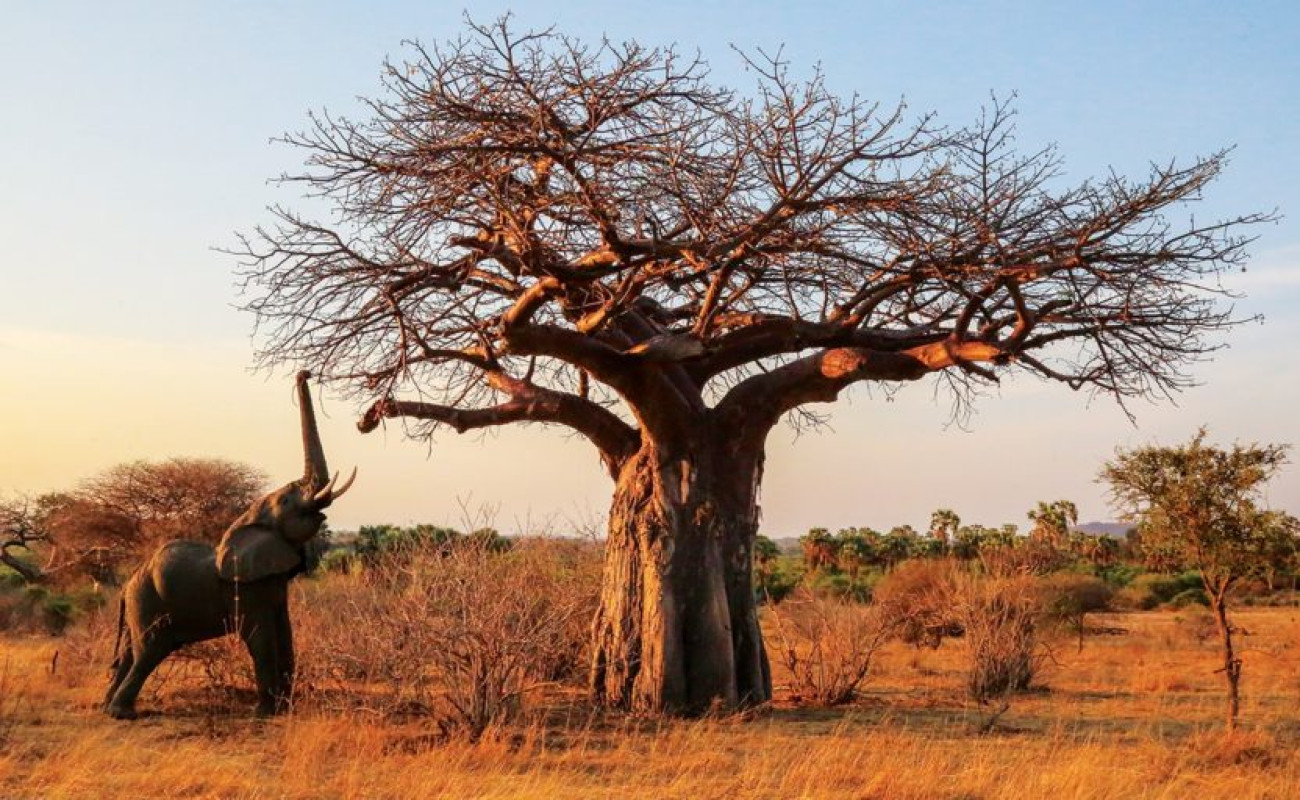 Where Elephants and Baobabs Reign Supreme