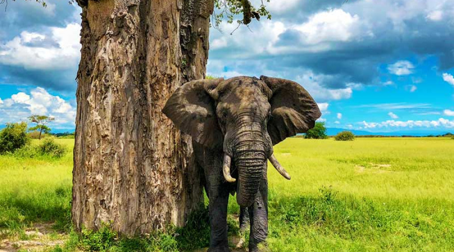 Tarangire-The Sanctuary of Herds and Trees
