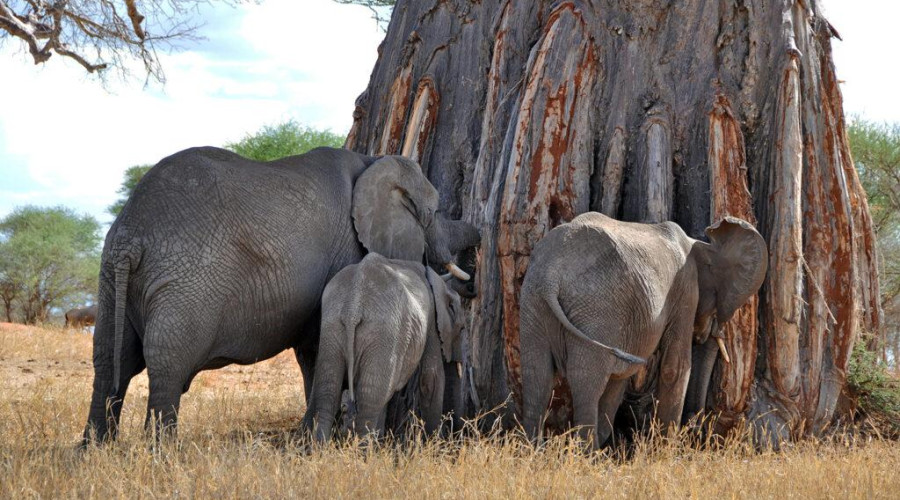Ruaha- The Realm of Giants