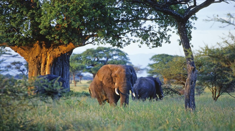 Elephants & Baobabs- A Powerful Relationship