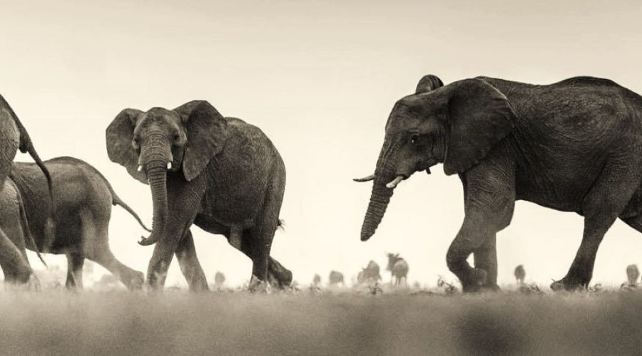 Walk Among Giants