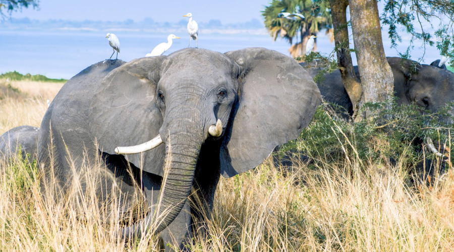 What You Should Expect from a Quality Safari