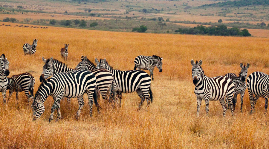 The Risks Behind a Budget Safari