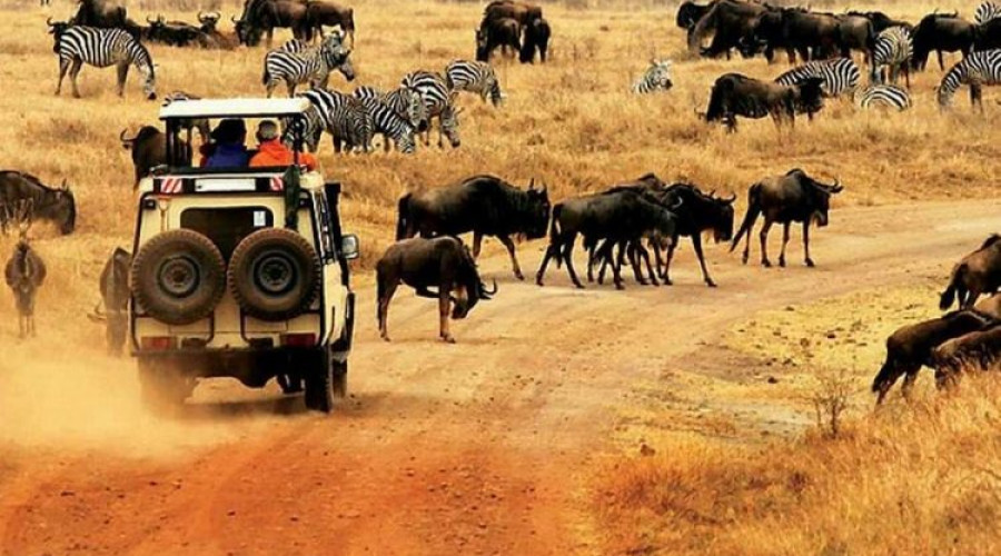 Choosing the Right Safari Partner