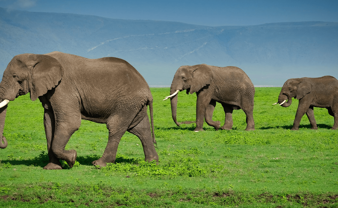 Top Elephant Safari Destinations in Tanzania