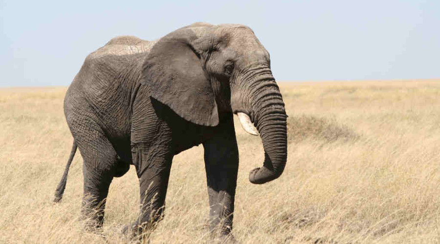 Ruaha National Park – Wild and Untamed