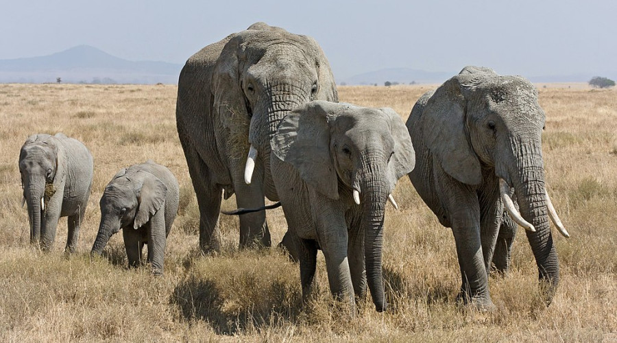 Serengeti National Park – Giants Among the Migration