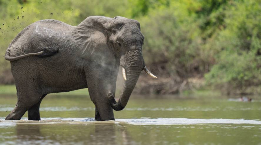 Nyerere National Park (Formerly Selous) – Rivers, Lagoons & Elephants