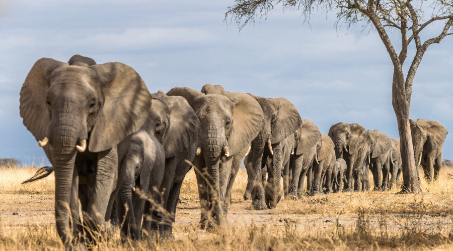 Tarangire National Park – The Elephant Empire