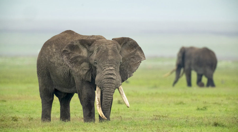 Ngorongoro Crater – The Gentle Giants of the Highlands