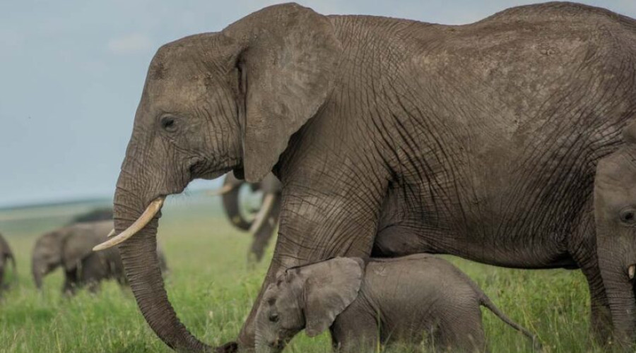 Where to See Baby Elephants