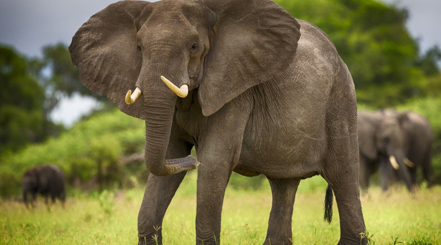  Katavi National Park – Tanzania’s Forgotten Frontier
