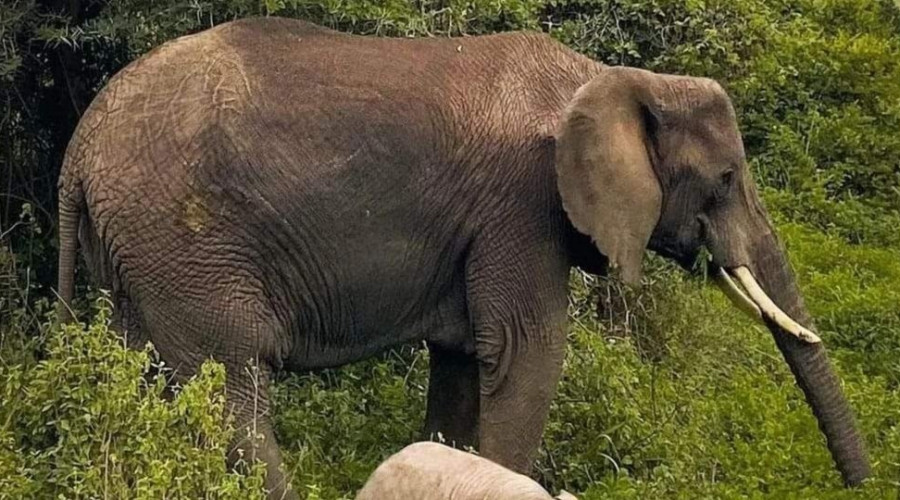 Travel with the Experts in Elephant Safaris