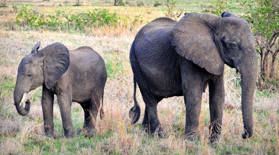 Mikumi National Park – Elephants Near the Highway