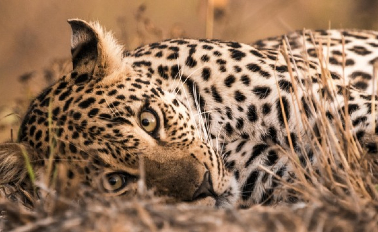 What Are the Big Five