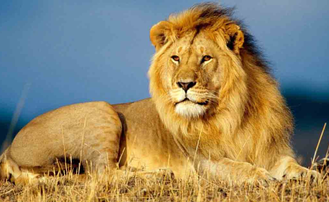 What Tourists Get Wrong About the Big Five