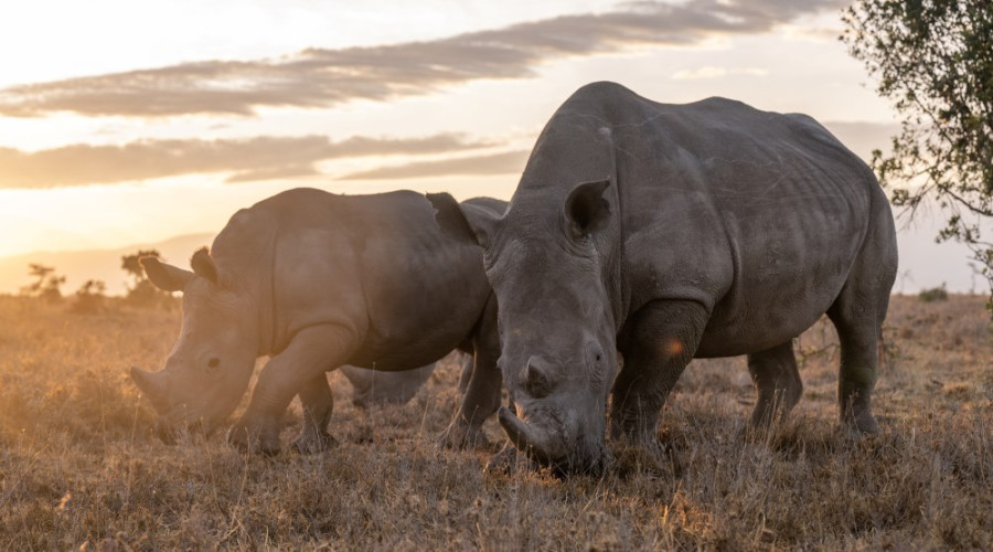 Myth 1: “The Big Five are the biggest animals in Africa.”