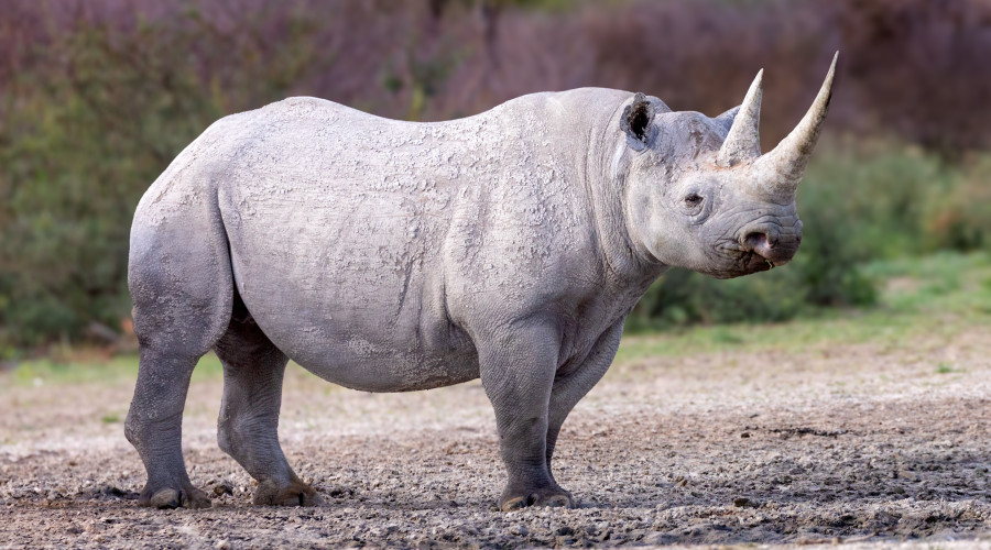 Myth 6: “If I didn’t see all five, my safari was a failure.”