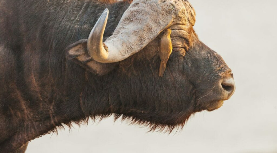 Myth 2: “You can see all the Big Five in every park.”