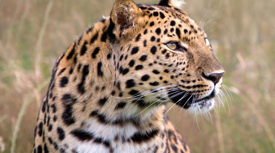 Myth 4: “Leopards are impossible to see.”