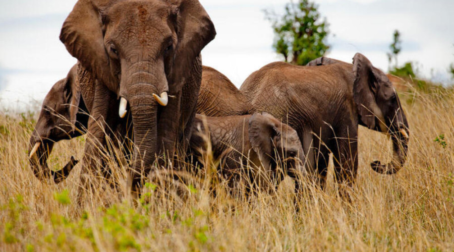 Myth 5: “Elephants are slow and gentle.”