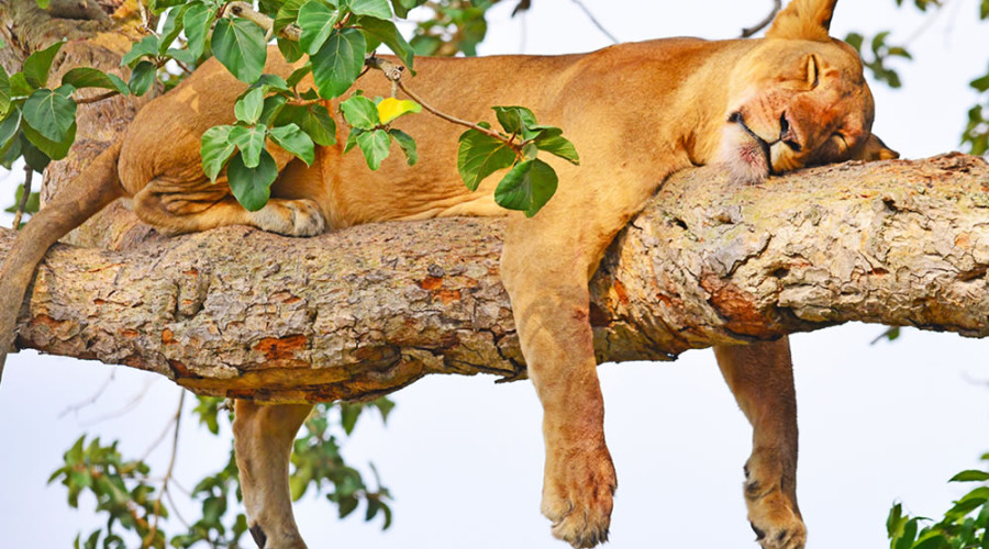 Myth 3: “Lions are always hunting.”