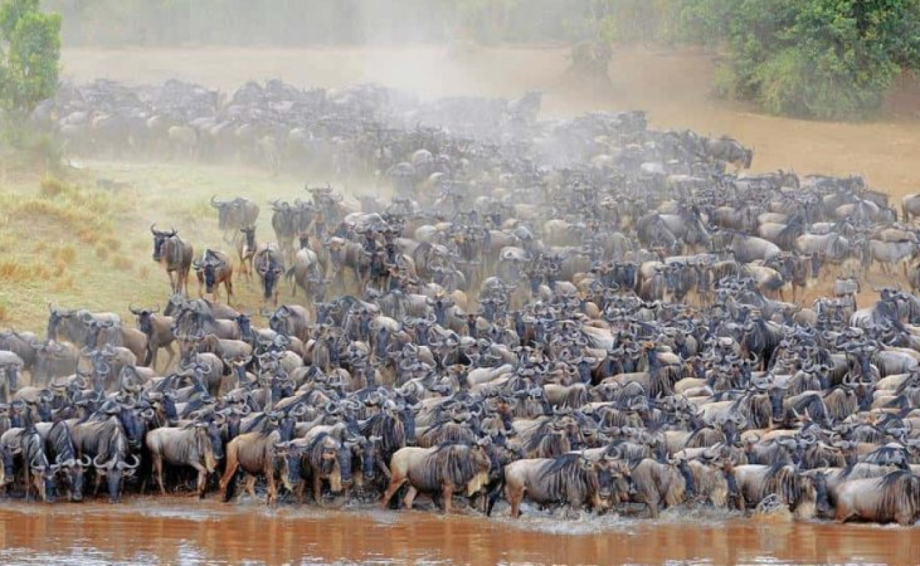 The Big Five Safari vs The Great Migration-What’s the Difference?