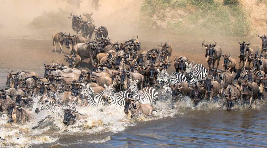 What is the Great Migration?