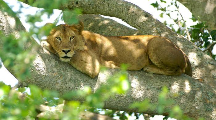 What Are the Big Five?
