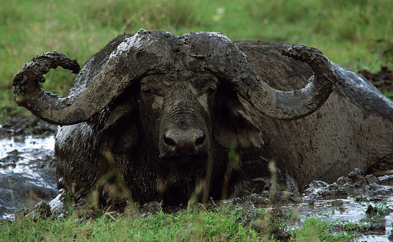 The Unsung Hero of the Big Five-Cape Buffalo