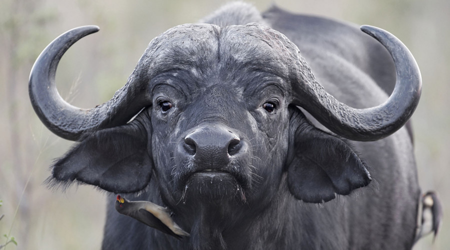What Makes the Cape Buffalo So Extraordinary