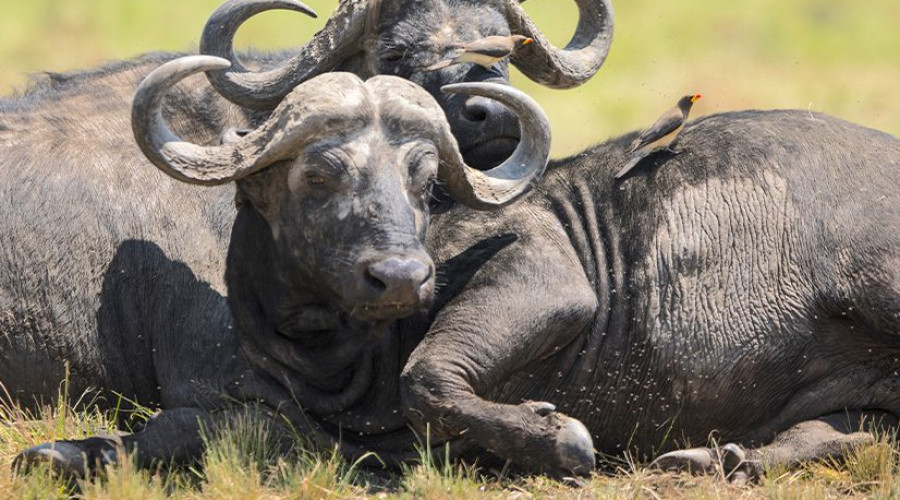 Why It’s Part of the “Big Five”
