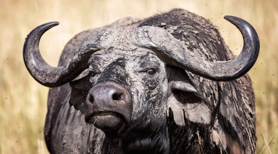 Where to See Cape Buffalo in East Africa