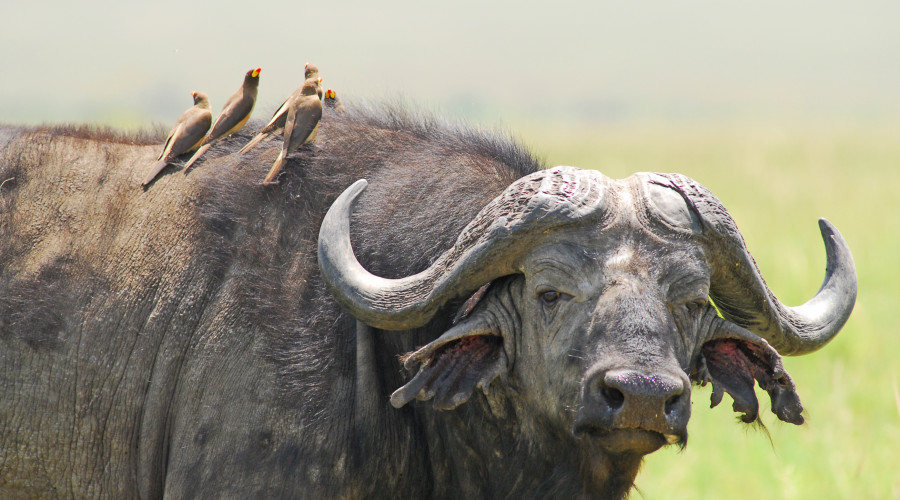 Experience the Buffalo with Eagle Soul Adventure