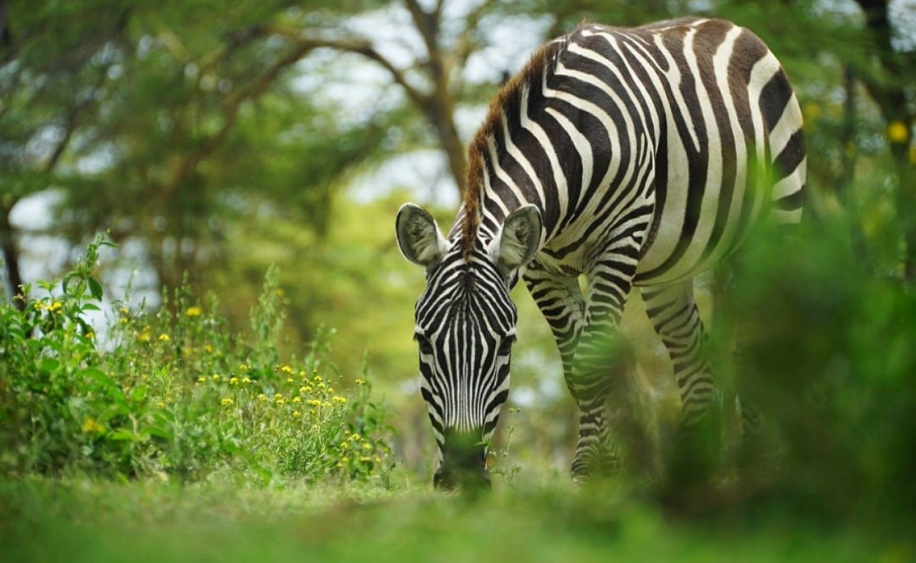 Why Tanzania’s Wild Beauty Has No “Off Season”