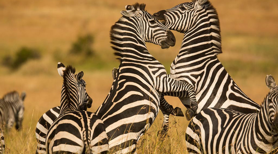 Social Souls of the Savannah