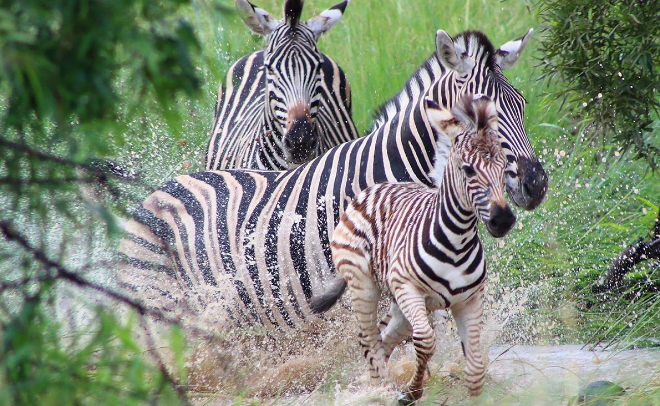The Miss of the Savannah