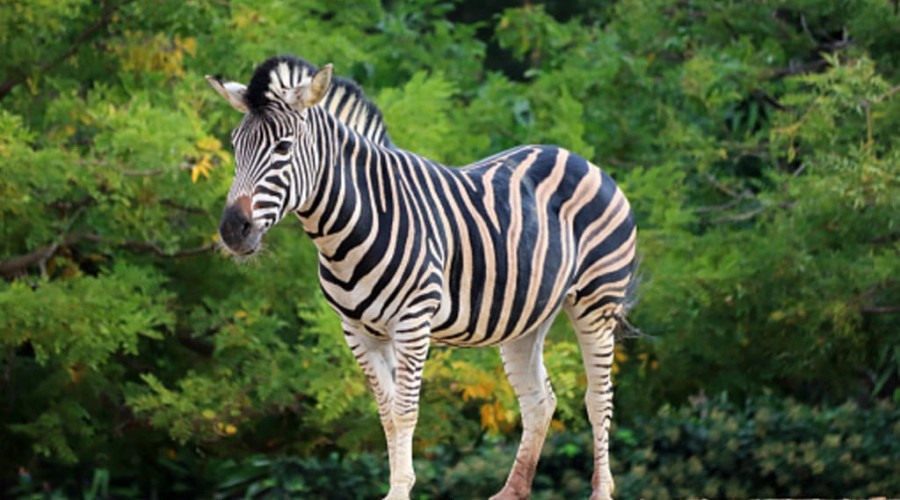 What Makes Zebra the Ultimate Miss of the Savannah?