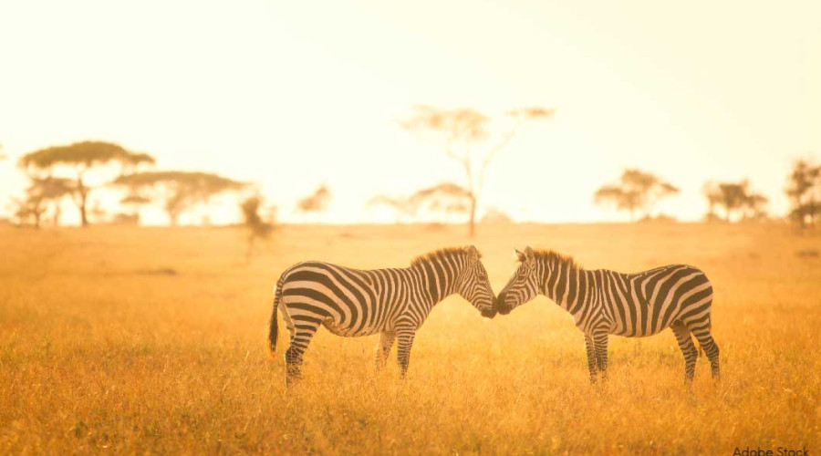 The First Time I Saw Zebra