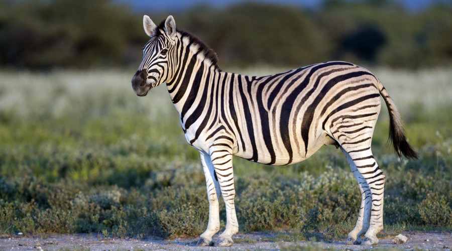 Why the Zebra Will Always Be the Miss of the Savannah to Me