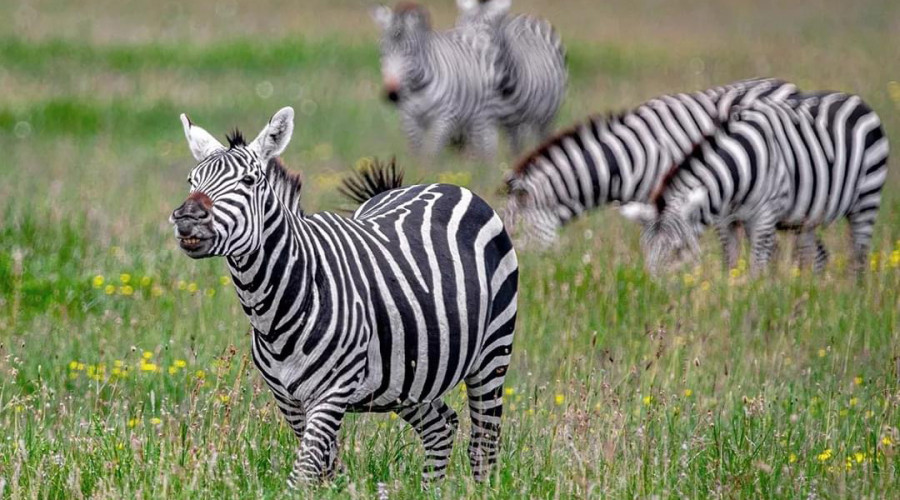 Where to Find the Miss of the Savannah