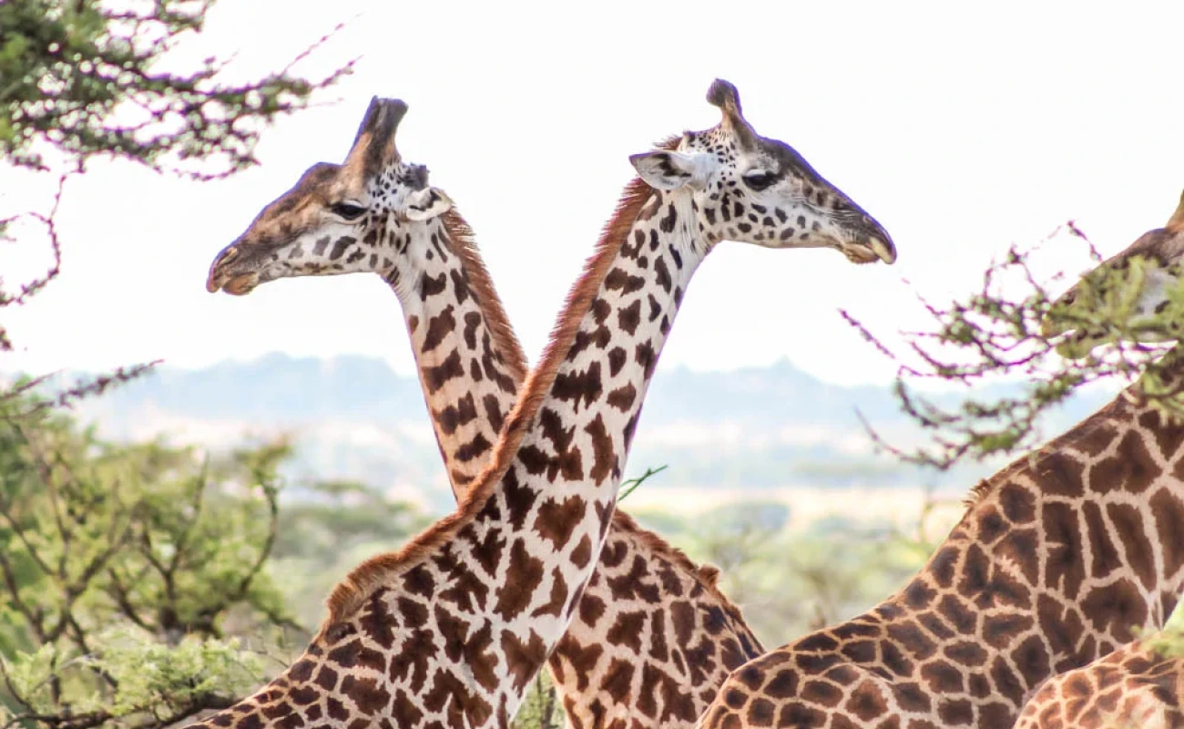 The Queen of the Savannah – A Love Letter to the Giraffe