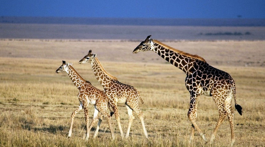 Why the Giraffe is True Savannah Royalty