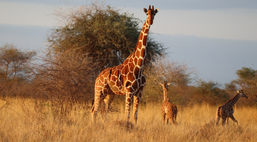 Fascinating Giraffe Facts (Because Every Queen Has Her Secrets)